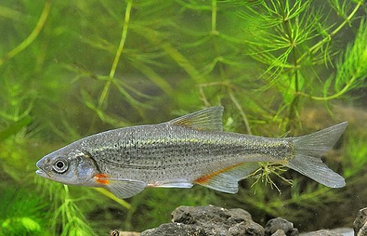 Животные урала занесенные в красную книгу, охраняемые растения Свердловской области