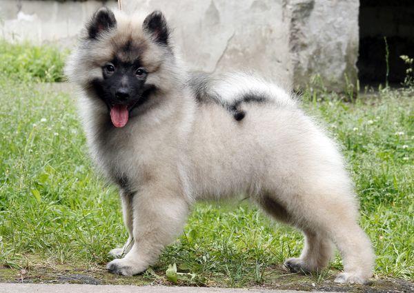 Волчий шпиц: описание и характеристика кеесхонда