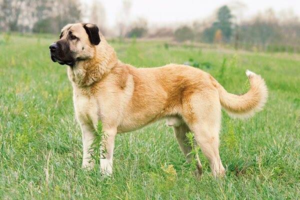 Какие существуют собаки волкодавы: описание русских, немецких и азиатских пород