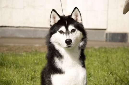 Порода собак якутская лайка и ее характеристики с фото