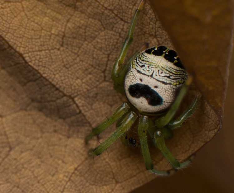 Интересные факты о пауках - анатомия, физиология, размножение, паутина