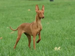 Характеристика собак Чирнеко дель Этна: особенности сицилийской борзой породы