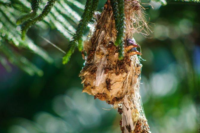 Нектарница: интересные факты о птицах