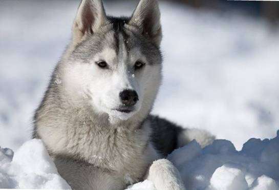 Порода собак якутская лайка и ее характеристики с фото