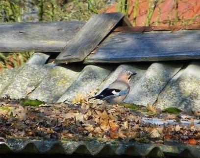 Сойка (фото) – птица, поражающая своим репертуаром