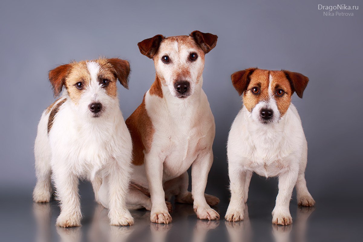 Джек Рассел терьер