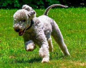 Бедлингтон-терьер: описание породы, внешний вид и характер