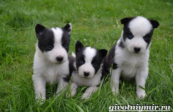 Порода собак якутская лайка и ее характеристики с фото