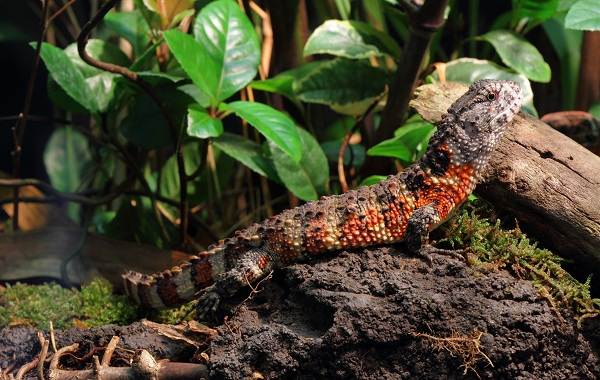 Поясохвост