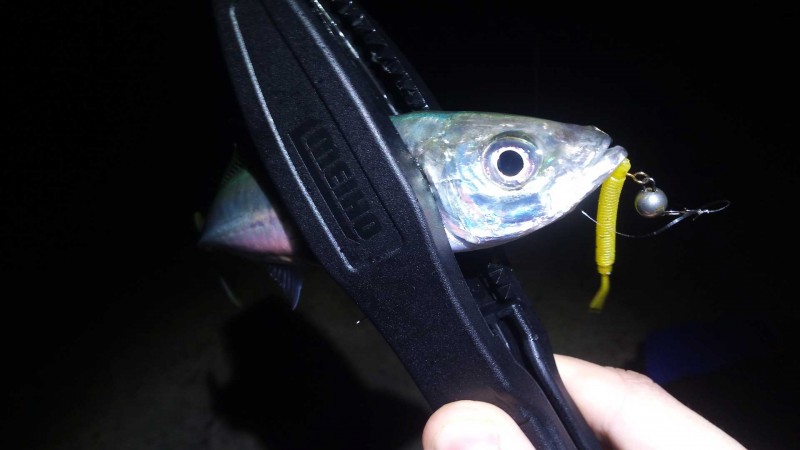 Ставрида (черноморская рыба): как ловить, места обитания, внешний вид, размеры, повадки, список самых уловистых приманок для ставриды