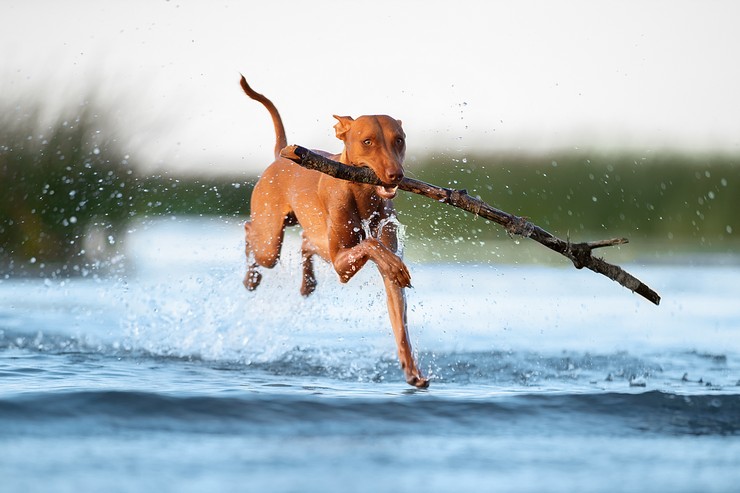 Характеристика собак Чирнеко дель Этна: особенности сицилийской борзой породы
