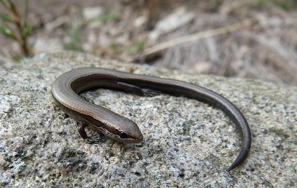 Поясохвост