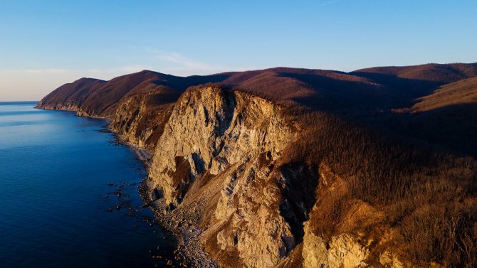 Амурский Горал (Фото): Как выглядит, Где обитает, Чем питается и Интересные факты