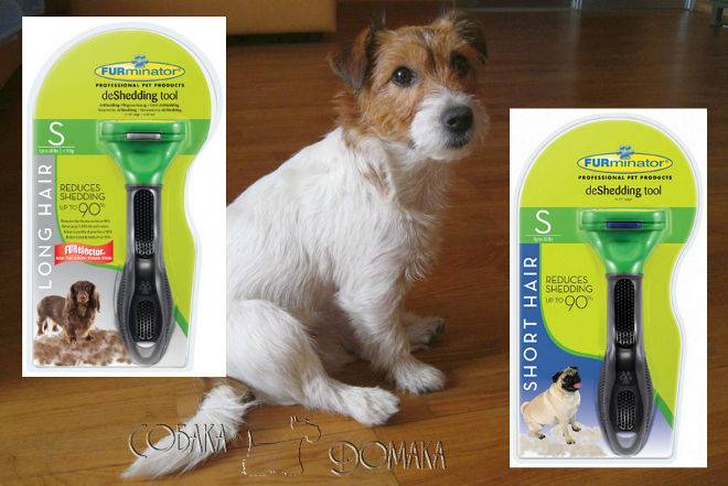 Разновидности джек-рассел-терьеров: о жесткошерстном и гладкошерстном виде