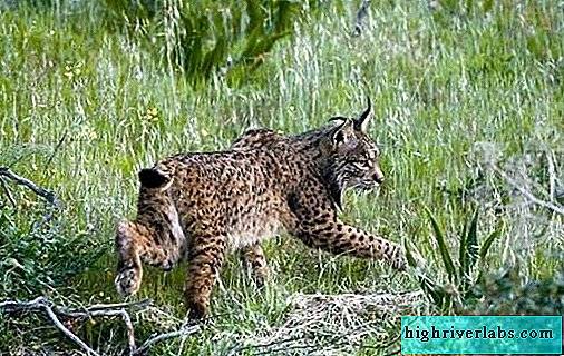 Редкие животные из Красной книги Приморского края — список, характеристика и фото