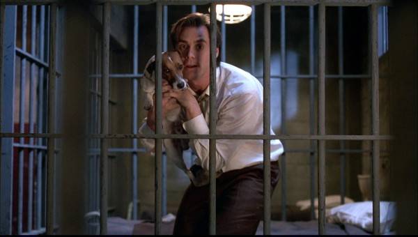 Все о Джек-Рассел-Терьере: описание, характер и уход