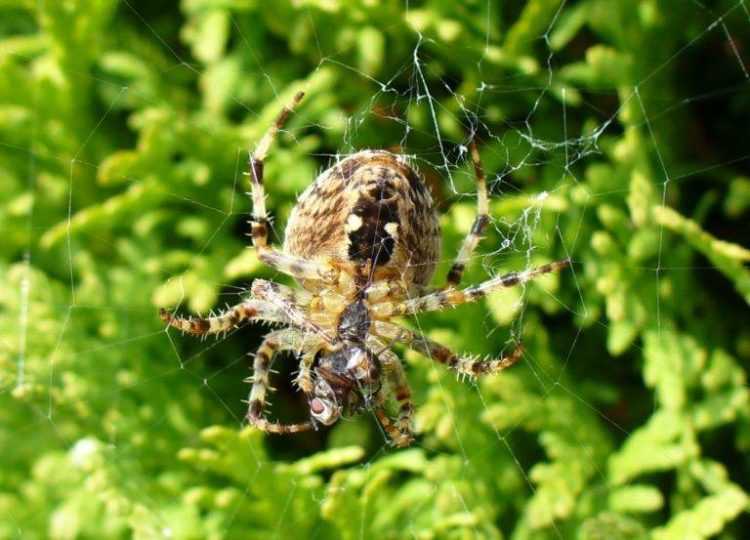 Интересные факты о пауках - анатомия, физиология, размножение, паутина