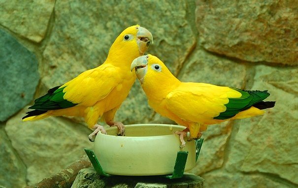 Попугай Аратинга: солнечный, золотой, яндайя, черноголовый