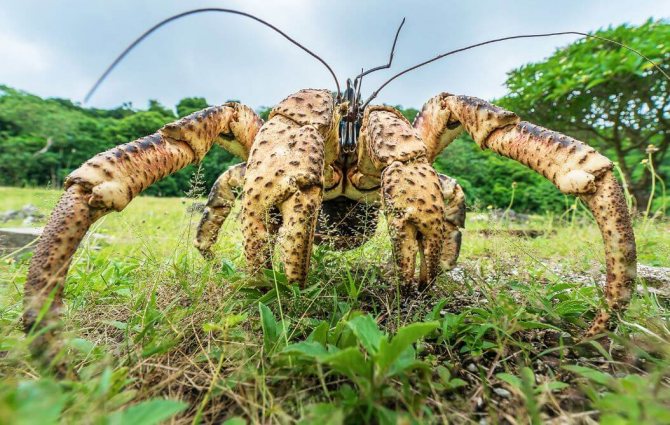 Кокосовый краб – крупнейший представитель членистоногих
