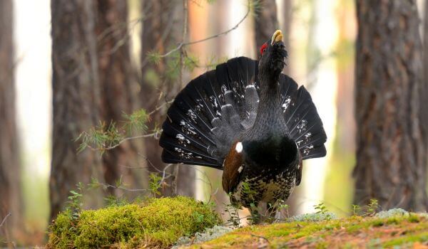 Тетерев: описание, ареал обитания, отличие самца от самки