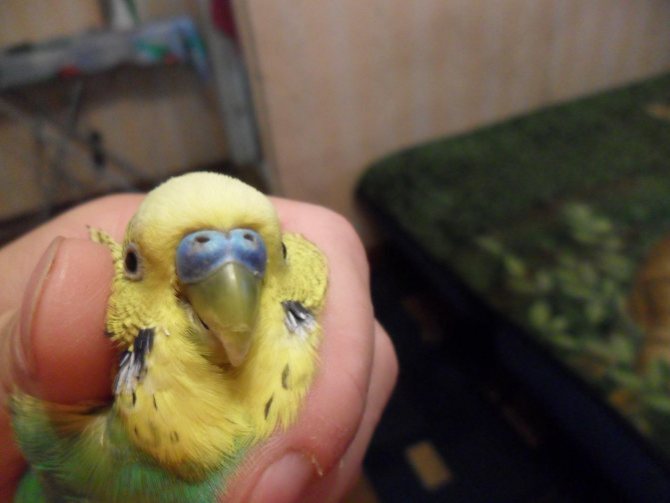 Как научить говорить волнистого попугая мальчика или девочку в домашних условиях