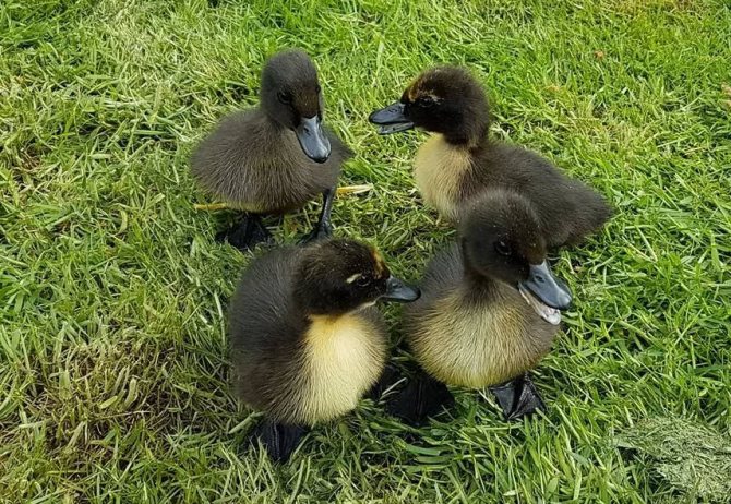 Утка Каюга: описание породы, содержание и уход, плюсы и минусы