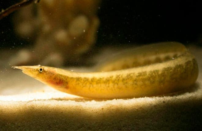 Макрогнатус глазчатый (аквариумный угорь): уход, совместимость с другими рыбками, содержание рыбки, фото, продолжительность жизни Макрогнатус глазчатый (аквариумный угорь): уход, совместимость с другими рыбками, содержание рыбки, фото, продолжительность жизни