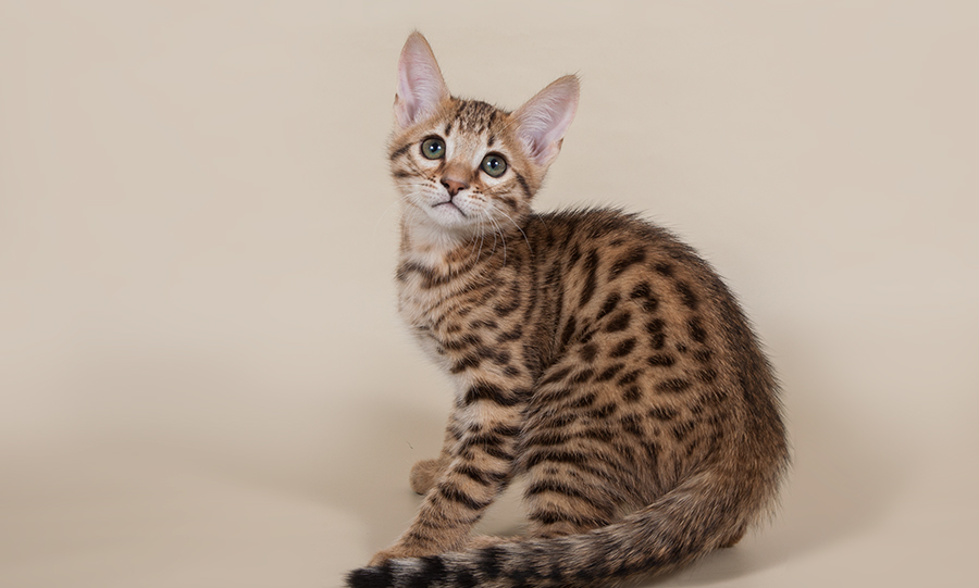 Серенгети: порода кошек с необычной внешностью, описание экстерьера и характера