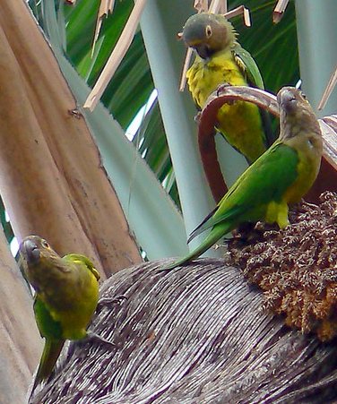 Попугай Аратинга: солнечный, золотой, яндайя, черноголовый