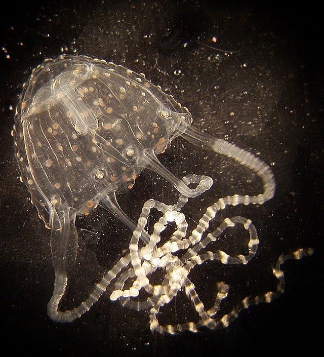 Carukia barnesi, фото