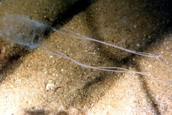 Carybdea marsupialis, фото