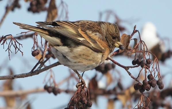 Чечетка (Carduelis flammea)
