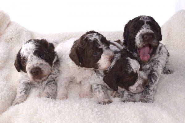 Лаготто Романьоло - описание породы, плюсы и минусы