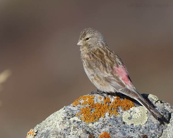 Танцующая-чечётку-птица-Описание-особенности-видов-и-среда обитания-5