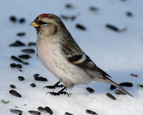 Танцующая чечетку птица-Описание-особенности-виды-и-среда обитания-красивы-7