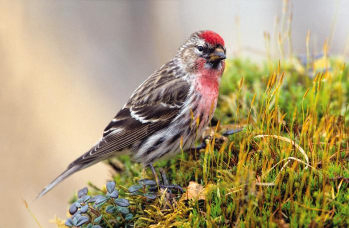 птица, танцующая чечётку