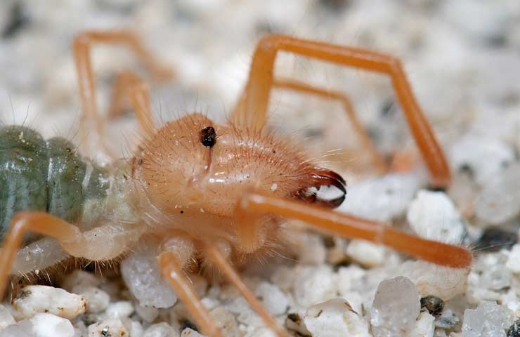 челюсть сольпуги