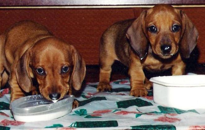 чем кормить карликовую таксу