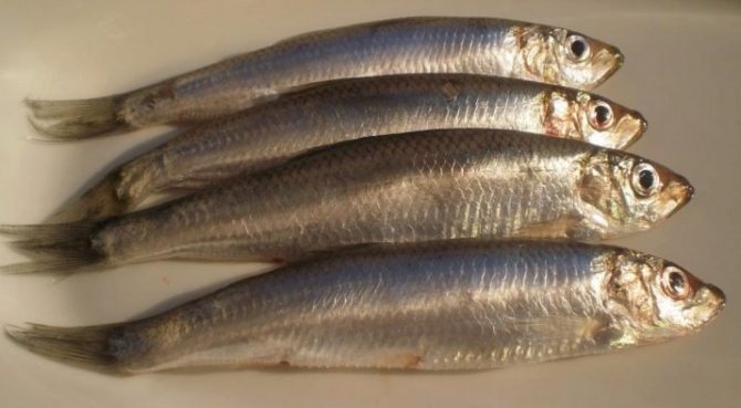 Hvordan skiller lodde seg fra smelte: habitat, hva er smakligere