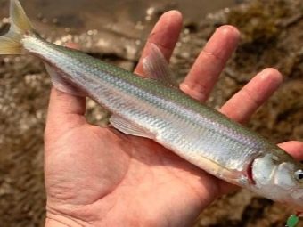 Hvordan skiller lodde seg fra smelte: habitat, hva er smakligere