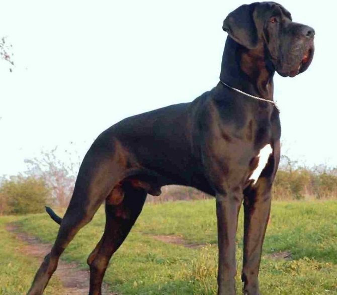 Чем немецкий дог отличается от немецкого дога? 3