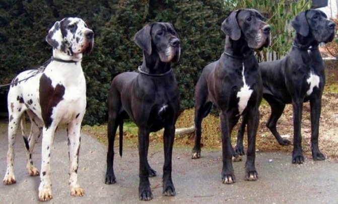 Чем немецкий дог отличается от немецкого дога? 4