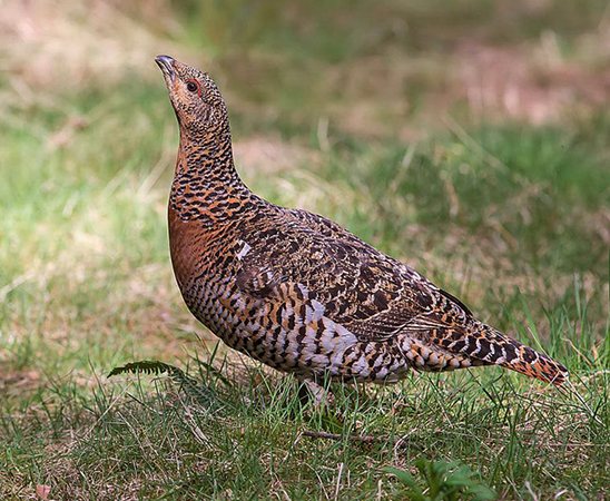 Тетерев: описание, ареал обитания, отличие самца от самки