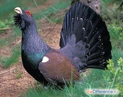 Тетерев: описание, ареал обитания, отличие самца от самки