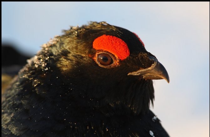 Тетерев: описание, ареал обитания, отличие самца от самки