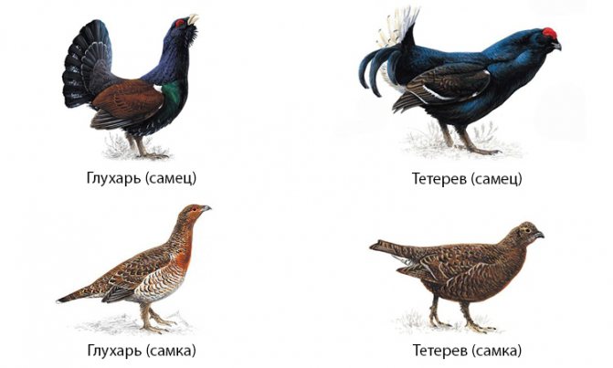Тетерев: описание, ареал обитания, отличие самца от самки