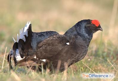 Тетерев: описание, ареал обитания, отличие самца от самки
