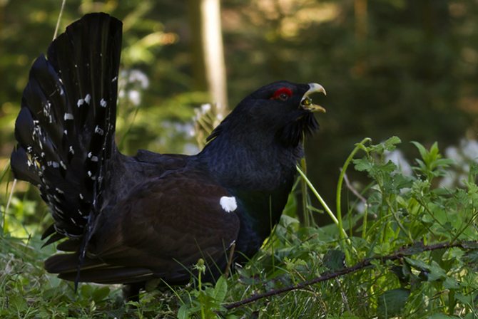 Тетерев: описание, ареал обитания, отличие самца от самки