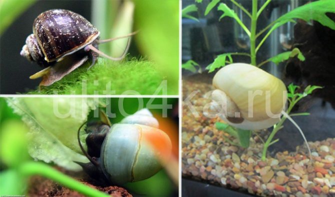 Ампулярия: размножение, содержание и уход