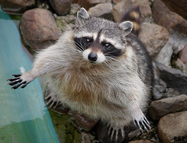 Что ест енот?